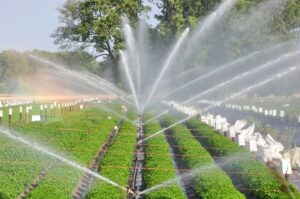 Higher Irrigation Costs