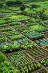 Vegetable-Garden